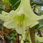 Rhododendron flavoviride