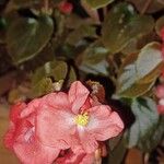 Begonia spp. Flower