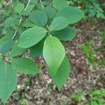 Pterostyrax hispidus Folla