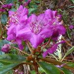 Rhododendron baileyi