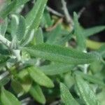 Teucrium marum Leaf