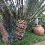 Encephalartos lehmannii ഇല