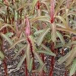 Euphorbia griffithii Hoja