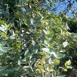 Eucalyptus cinerea Foglia