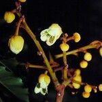 Harpullia austrocaledonica Квітка