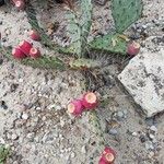 Opuntia littoralis Vaisius