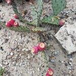 Opuntia littoralis Plod