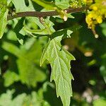 Sisymbrium erysimoides Leaf