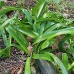 Nerine undulata Leaf