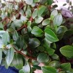 Peperomia glabella List