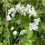 Allium neapolitanumFlor