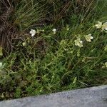 Saxifraga aspera Habit