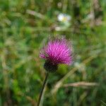 Cirsium pannonicum