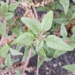 Amaranthus deflexus Feuille