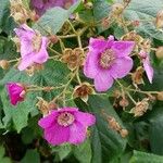 Rubus odoratus Kvet