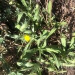 Calendula arvensis Blad