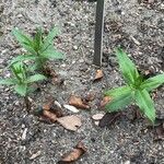 Rubia tinctorum অভ্যাস