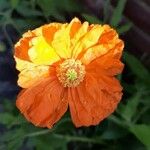 Papaver atlanticum Цветок