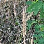 Elymus virginicus Leaf