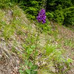 Verbascum phoeniceum Vekstform