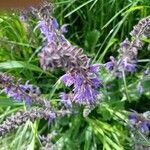 Salvia verticillata Blatt