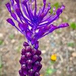 Muscari comosum Flor