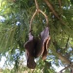 Jacaranda mimosifolia Fruit