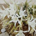 Pancratium maritimum L. Blad