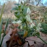 Stachys rectaFloare