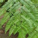 Cyathea spinulosa Hoja