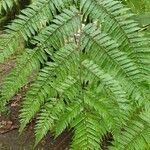 Cyathea spinulosa