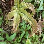 Adiantum hispidulum ഇല