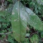 Syzygium jambos Leaf