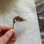 Silene latifoliaFlower