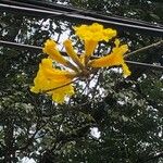 Handroanthus albus Flower