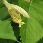 Salvia glutinosa Flower