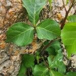 Commiphora schimperi Leaf