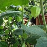 Physalis pubescens Fruit