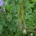 Erodium ciconium 果實