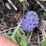 Hydrophyllum capitatum Flower