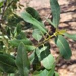 Quercus engelmannii Leaf