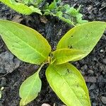 Celosia argentea Leaf