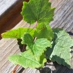 Vitis rotundifolia Habitus