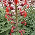 Lobelia tupa Flower