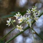 Marah macrocarpa ফুল