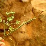 Apiaceae