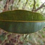 Calophyllum tacamahaca Leaf