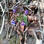 Pulmonaria stiriaca 花