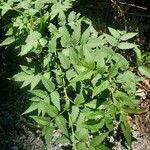 Rubus rosifolius Leaf