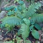 Dryopteris wallichiana ശീലം